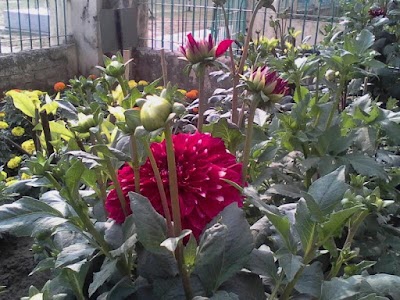 Photos of Govt. M M College