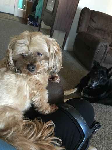 Hair of the Dog Grooming LLC