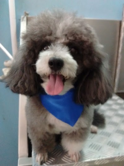 Photos of Spa Mascotas