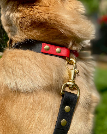 canine endeavour