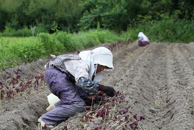 無農薬の梅 てらがき農園