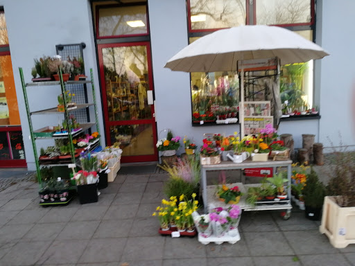 LM Blumen - Germany