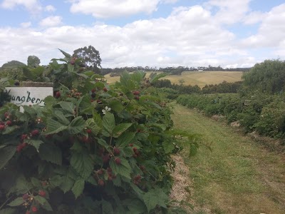 Photos of Pennyroyal Raspberry Farm