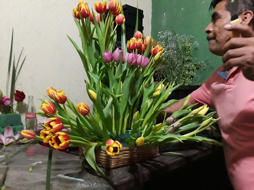 florrey - Thumbnail