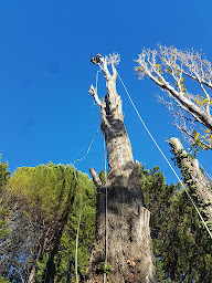 Photo n°22 de Arboreal à Brenas (Service d'élagage)