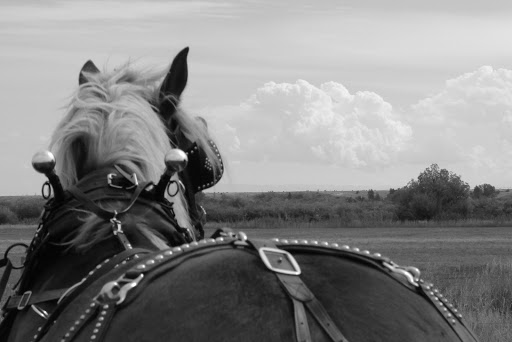 Heavy Horse Bar - Thumbnail