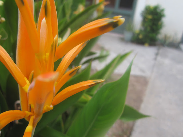 Roatan Backpackers Hostel by null