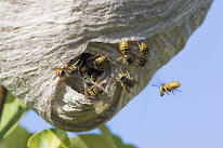 Désinsectisation Jura / Destruction de nid de guêpe & Frelon / Dératisation à Poligny