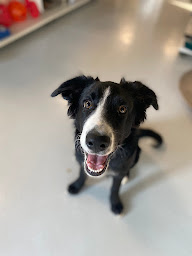 Photo n°29 de Lazy Store - Shop & dog wash à Allinges (Toiletteur)