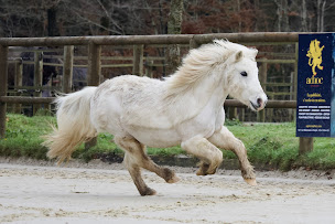 Photo n°5 de Centre Equestre L'Eperon des Noues - Cholet à Nuaillé (Centre équestre)