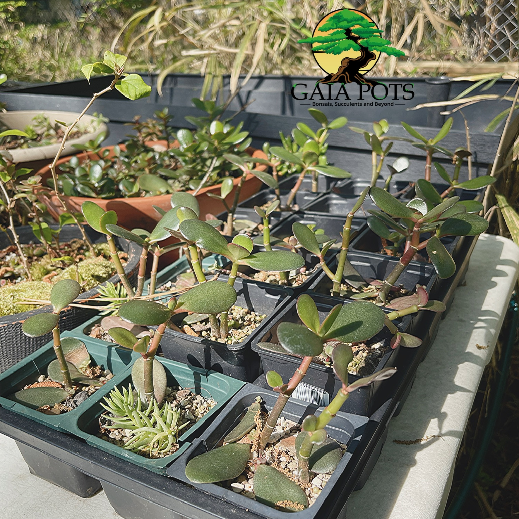 Gaia Pots (Appointments Only)