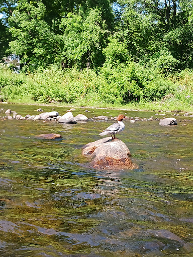 Puddletown Adventures - Thumbnail