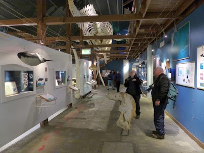 Photos of The H&uacute;sav&iacute;k Whale Museum