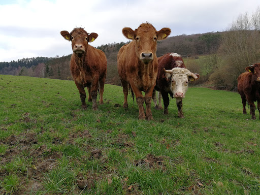 Hof Geitmann - Thumbnail