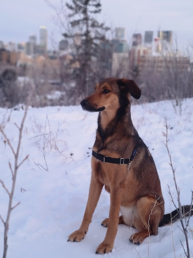 Animal Clinic Of Regina - Thumbnail