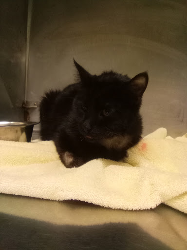 Knowles Animal Hospital - Thumbnail