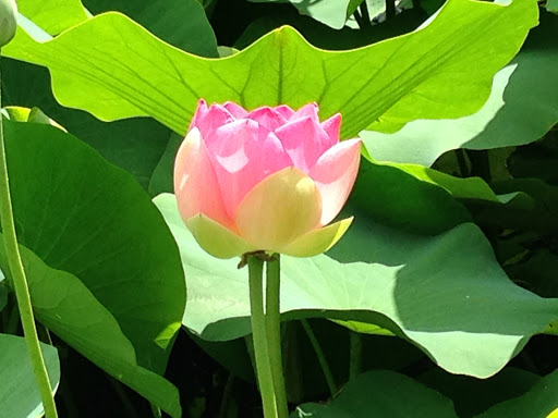 Yoga for Birth and Beyond - Canberra - Thumbnail