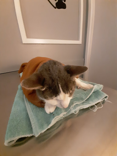 VCA St. Clair Shores Animal Hospital - Thumbnail