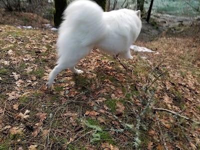 Forest Glen Campground