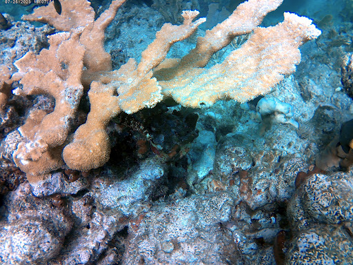 French Reef - Thumbnail