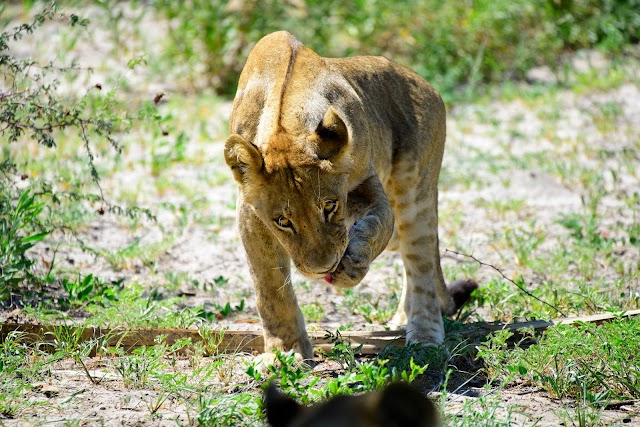 Okavango Wilderness Safaris
