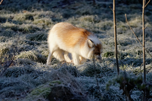Silberfuchs-Anlage