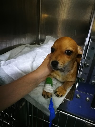 Photos of Veterinary Clinic Animal Life - H24