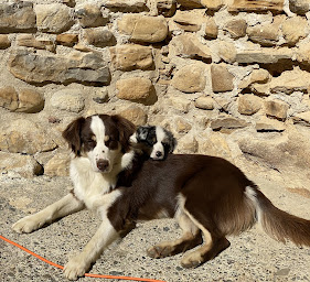 Photo n°3 de Domaine du chien Bleu à Cardesse (Éleveur de chiens)