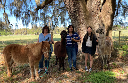 Beautiful Creatures Animal Ranch Gallery - United States