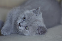 Benabar & co's à La Chapelle-Moutils