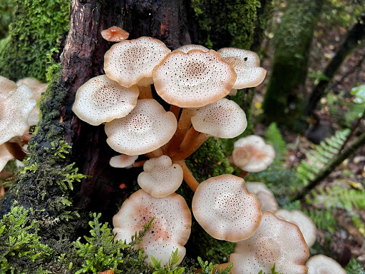 Eves Valley Scenic Reserve - Thumbnail