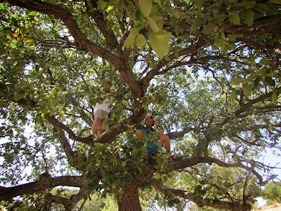 Photos of Livnot U'Lehibanot