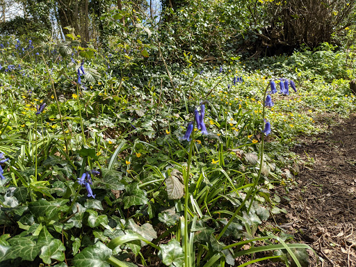 Ridge Wood LNR - Thumbnail