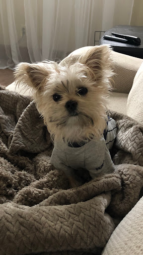 Rockstar Puppy Boutique Gallery - United States