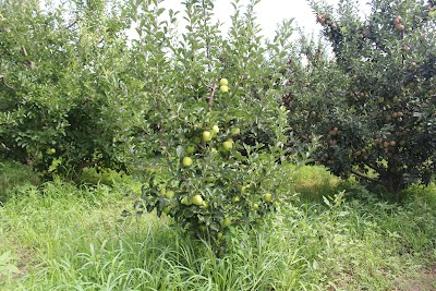 Uluborlu Belediyesi