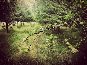 Photo n°7 de Les délices de la pomme à La Feuillie (Fabrication d'aliments)