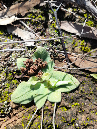 Koojan Salmon Gum Reserve - Thumbnail