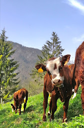 Photo n°3 de Ferme La Gentiane Bleue Credoz Pierre à Les Clefs (Ferme)