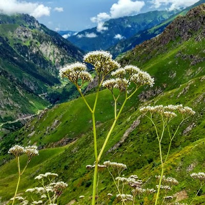 Çiçekli Yaylası