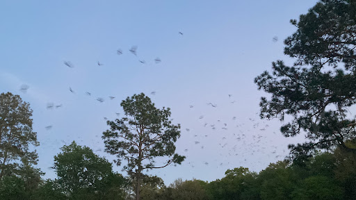 Bat House - Visual