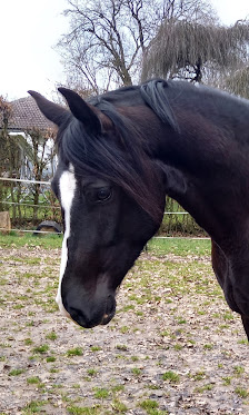 Mensch und Pferd im Blick Zur Fasanerie 11, 35043 Marburg