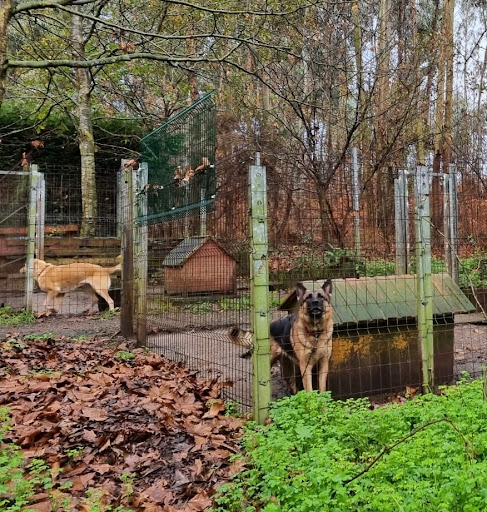 CENTRO CANINO TRISQUEL - Thumbnail