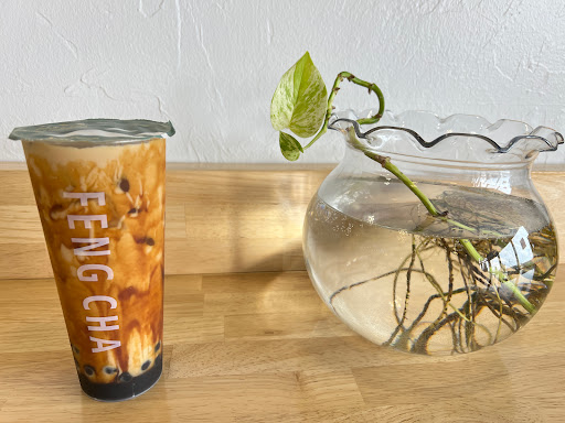 Feng Cha Yukon - Thumbnail