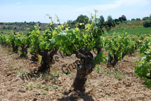 Vinícola de la Ribera del Duero