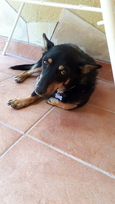 Photos of G&aacute;rdonyi Animal Clinic - Dr. P&aacute;link&aacute;s Imre