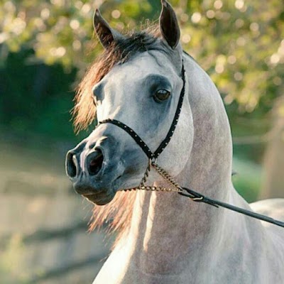 Photos of مزرعة الأحمدية (إسطبل العان)