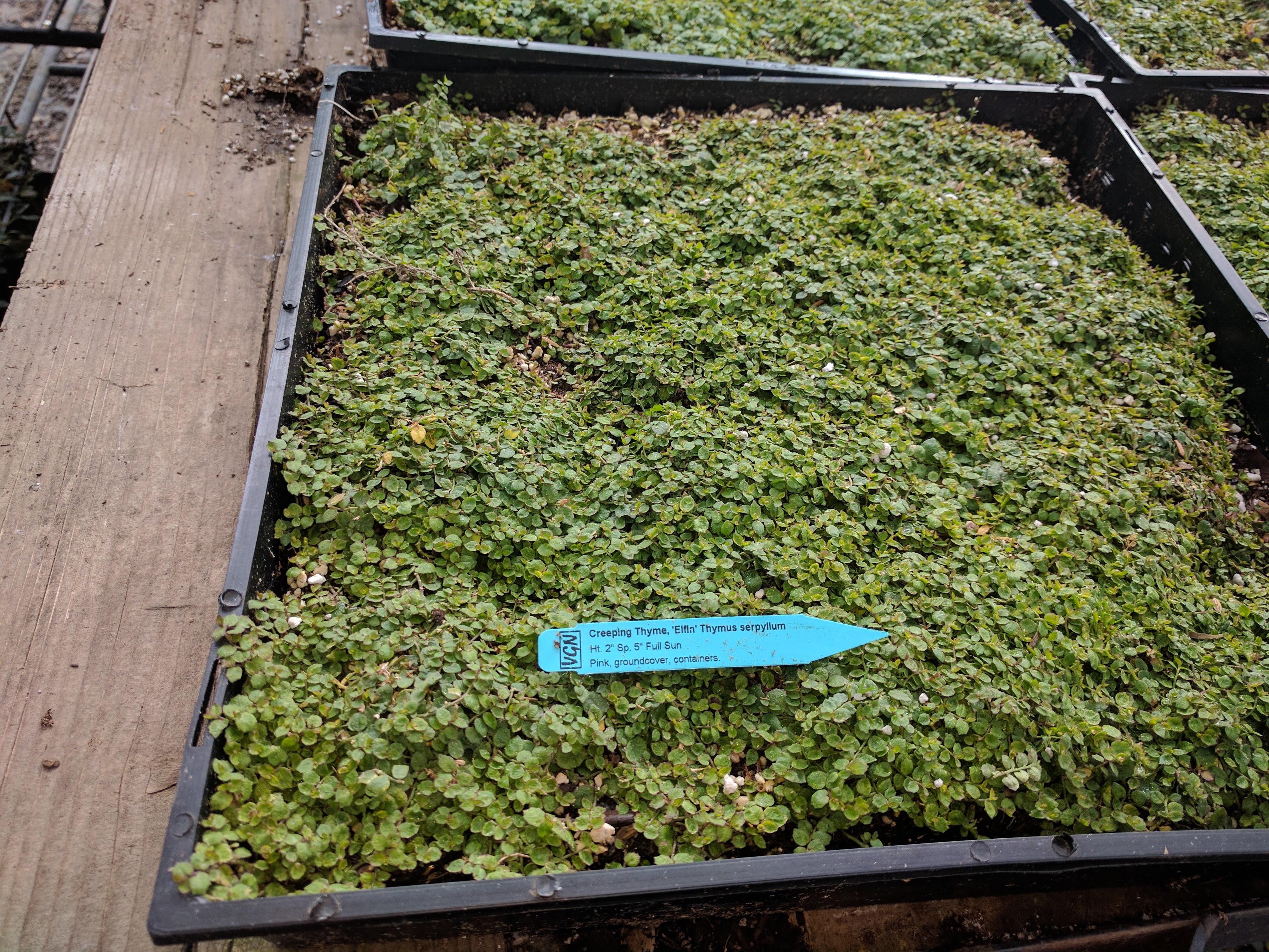 Ogawa-Mune Nursery - Wholesale
