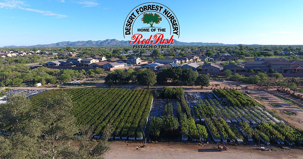 Desert Forrest Nursery Tucson