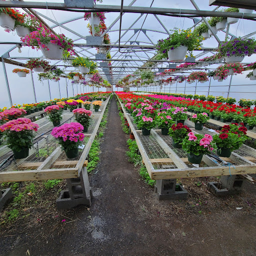 Raubs Florist & Greenhouses - Thumbnail