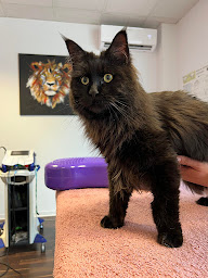 Photo n°20 de Cabinet Vétérinaire Physiovéto à Ostwald (Vétérinaire)